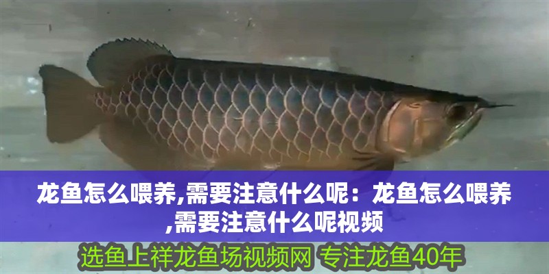 龍魚怎么喂養,需要注意什么呢：龍魚怎么喂養,需要注意什么呢視頻