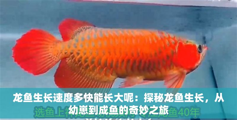 龍魚生長速度多快能長大呢：探秘龍魚生長，從幼崽到成魚的奇妙之旅
