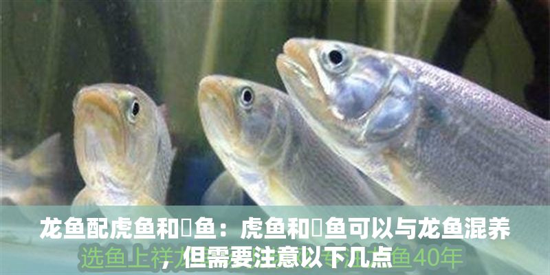 龍魚配虎魚和魟魚：虎魚和魟魚可以與龍魚混養(yǎng)，但需要注意以下幾點