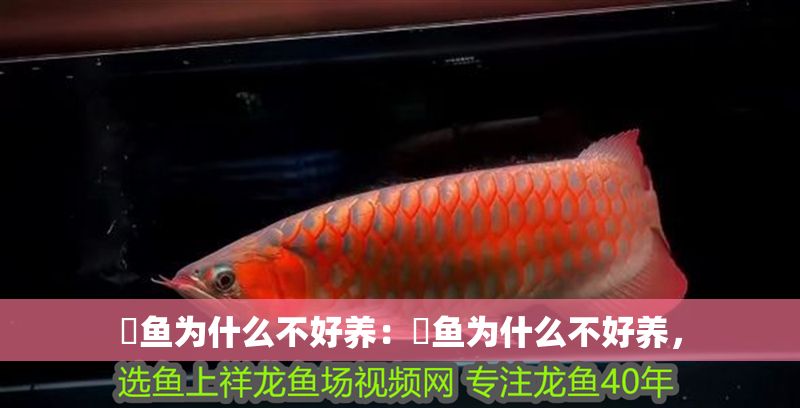 魟魚為什么不好養：魟魚為什么不好養，