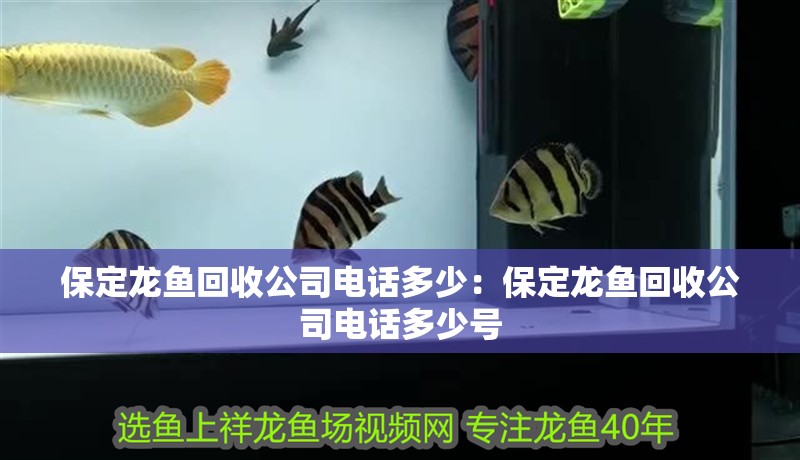 保定龍魚回收公司電話多少：保定龍魚回收公司電話多少號 保定龍魚回收公司電話多少：保定龍魚回收公司電話多少號 水族問答