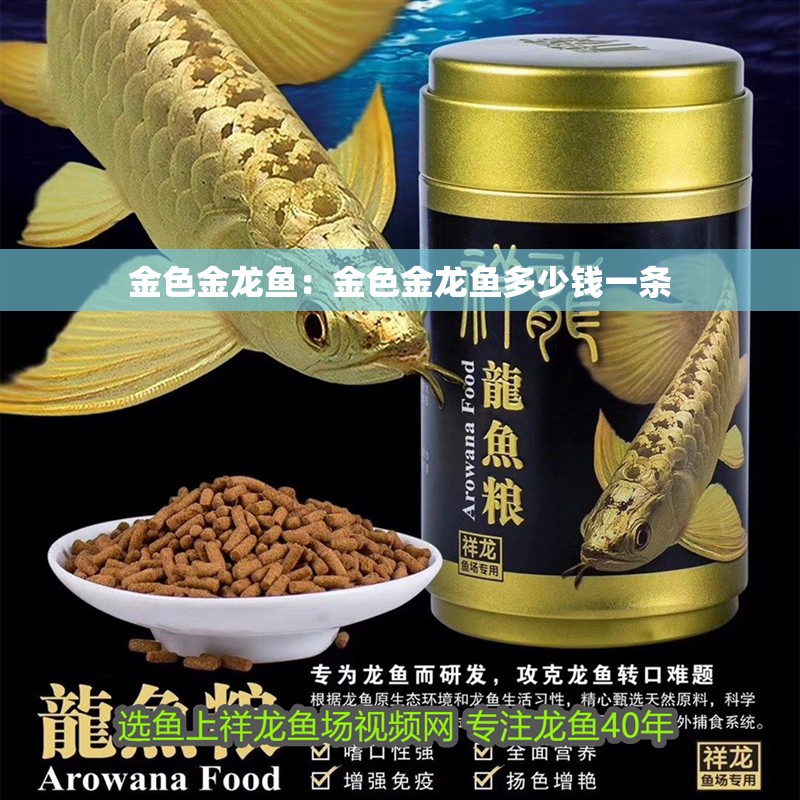 金色金龍魚：金色金龍魚多少錢一條 金色金龍魚：金色金龍魚多少錢一條 水族問答