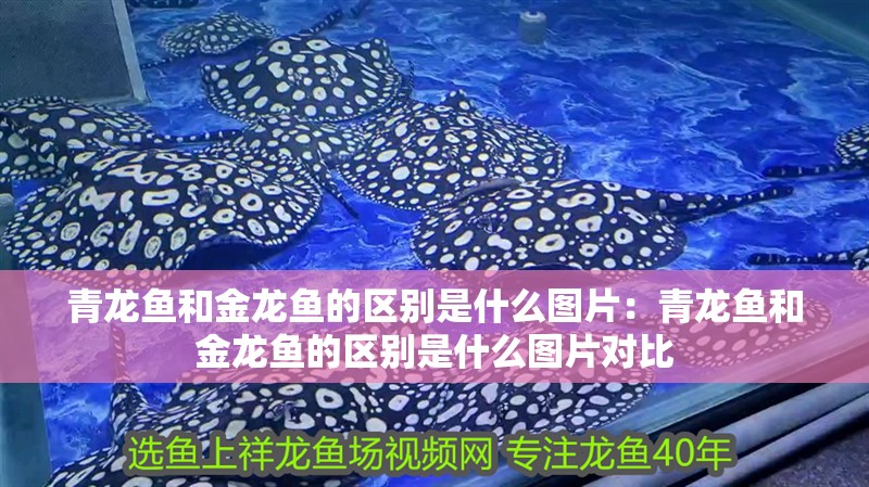 青龍魚和金龍魚的區別是什么圖片：青龍魚和金龍魚的區別是什么圖片對比