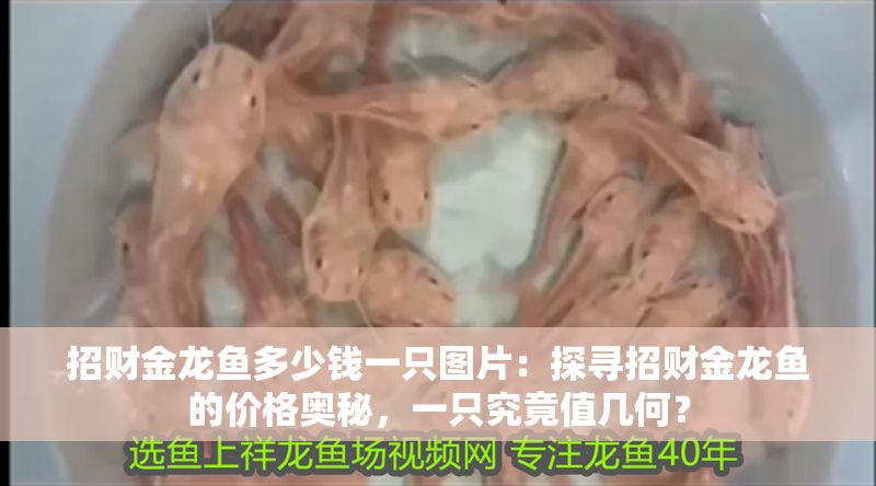 招財金龍魚多少錢一只圖片：探尋招財金龍魚的價格奧秘，一只究竟值幾何？