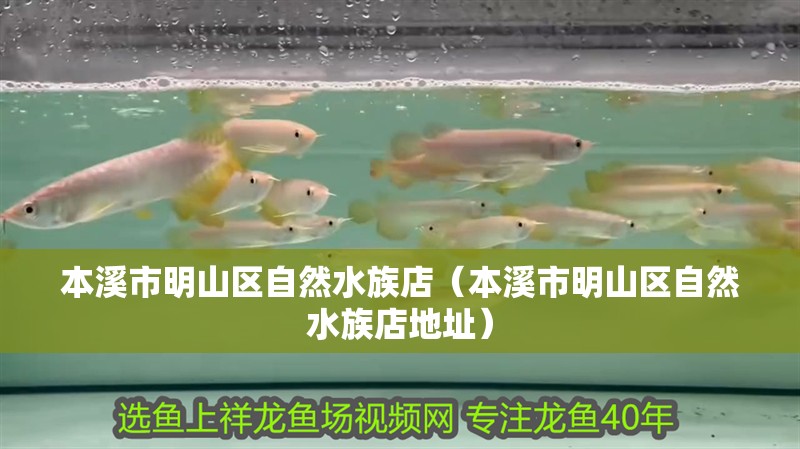 本溪市明山區(qū)自然水族店（本溪市明山區(qū)自然水族店地址）