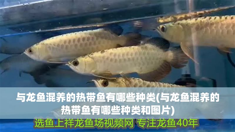 與龍魚混養(yǎng)的熱帶魚有哪些種類(與龍魚混養(yǎng)的熱帶魚有哪些種類和圖片)
