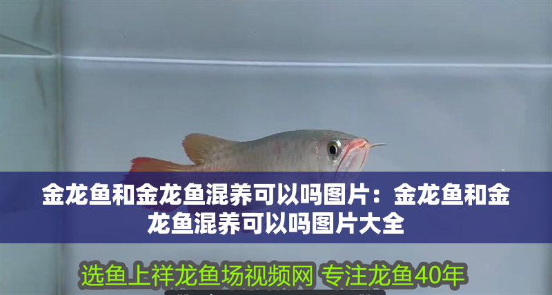金龍魚和金龍魚混養可以嗎圖片：金龍魚和金龍魚混養可以嗎圖片大全
