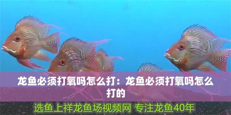 龍魚必須打氧嗎怎么打：龍魚必須打氧嗎怎么打的