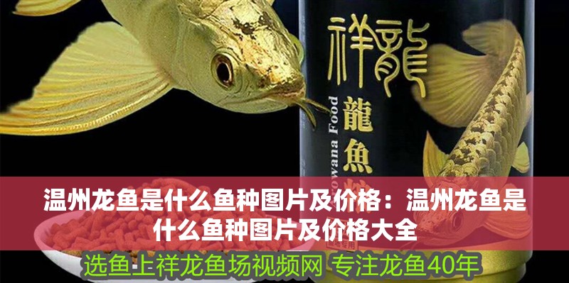 溫州龍魚是什么魚種圖片及價格：溫州龍魚是什么魚種圖片及價格大全