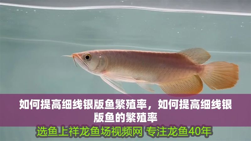 如何提高細線銀版魚繁殖率，如何提高細線銀版魚的繁殖率