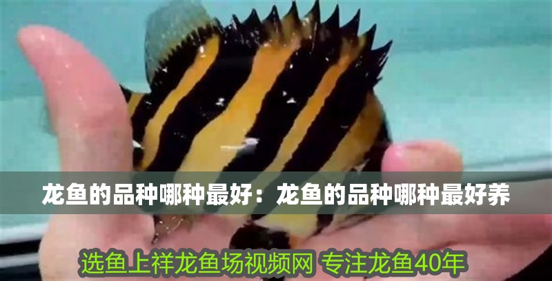 龍魚的品種哪種最好：龍魚的品種哪種最好養
