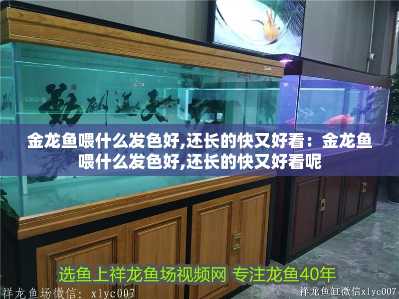 金龍魚喂什么發色好,還長的快又好看：金龍魚喂什么發色好,還長的快又好看呢