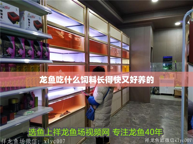 龍魚吃什么飼料長得快又好養的
