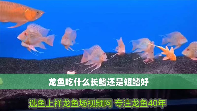 龍魚吃什么長鰭還是短鰭好