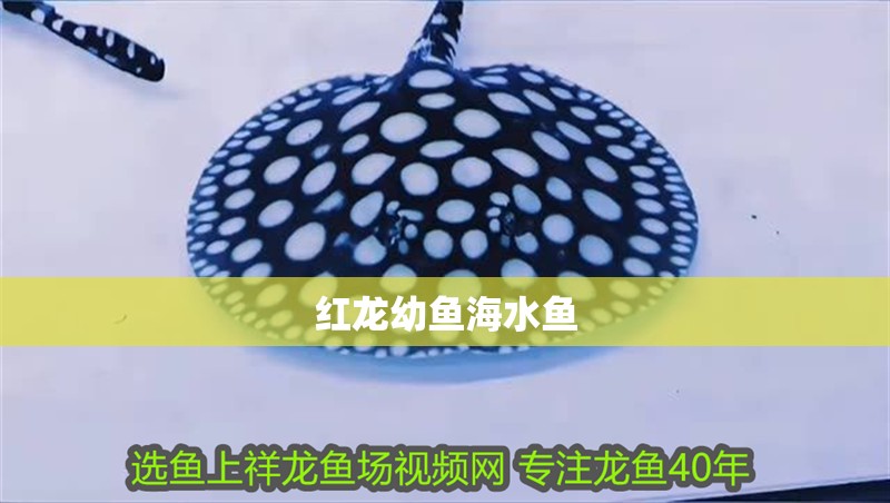 紅龍幼魚海水魚