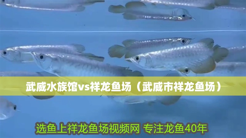 <strong><mark>武威</mark></strong>水族館vs祥龍魚場（<strong><mark>武威</mark></strong>市祥龍魚場）