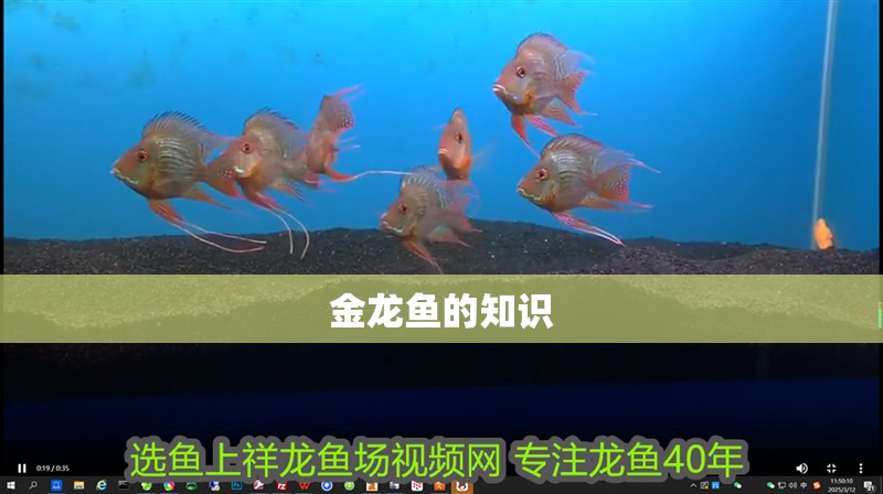 金龍魚的知識