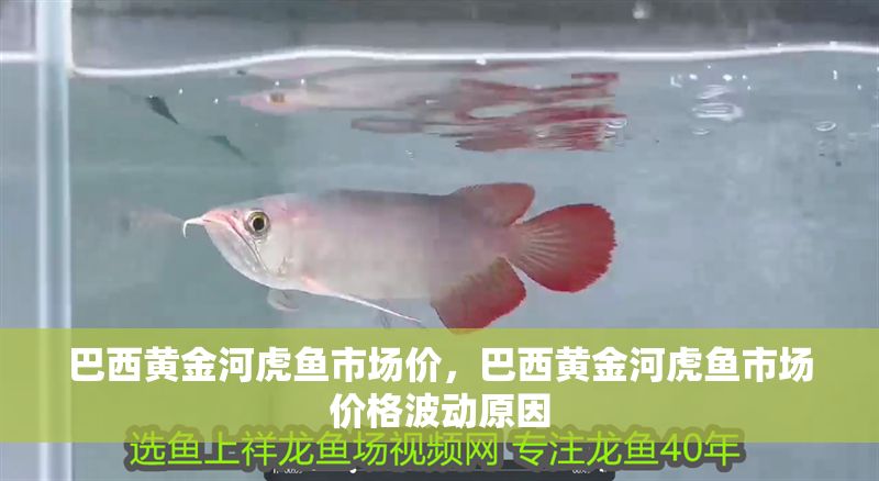 巴西黃金河虎魚市場價，巴西黃金河虎魚市場價格波動原因
