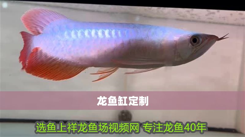 龍魚缸定制