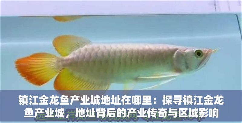 鎮江金龍魚產業城地址在哪里：探尋鎮江金龍魚產業城，地址背后的產業傳奇與區域影響