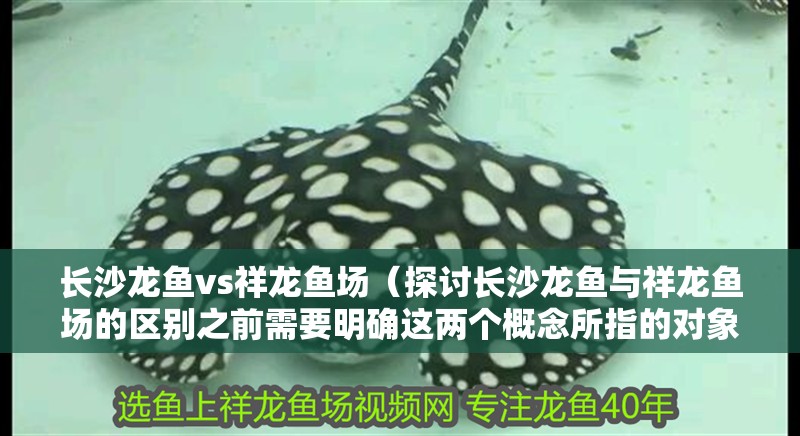 長沙龍魚vs祥龍魚場（探討長沙龍魚與祥龍魚場的區(qū)別之前需要明確這兩個概念所指的對象）