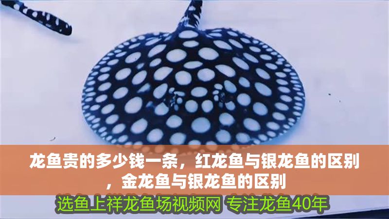 龍魚貴的多少錢一條，紅龍魚與銀龍魚的區別，金龍魚與銀龍魚的區別