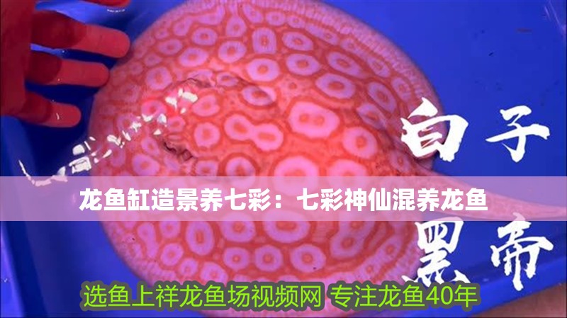 龍魚缸造景養(yǎng)七彩：七彩神仙混養(yǎng)龍魚