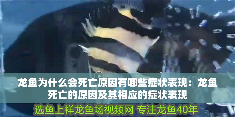 龍魚為什么會死亡原因有哪些癥狀表現：龍魚死亡的原因及其相應的癥狀表現