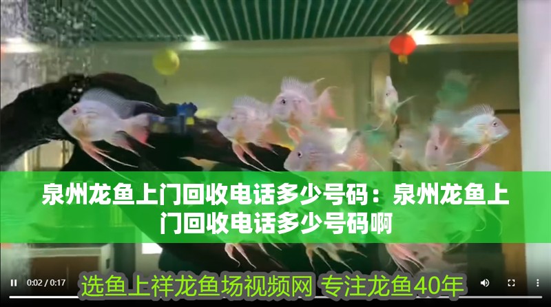 泉州龍魚上門回收電話多少號(hào)碼：泉州龍魚上門回收電話多少號(hào)碼啊