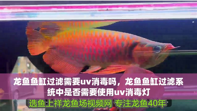 龍魚魚缸過濾需要uv消毒嗎，龍魚魚缸過濾系統中是否需要使用uv消毒燈