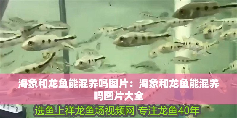 海象和龍魚能混養(yǎng)嗎圖片：海象和龍魚能混養(yǎng)嗎圖片大全