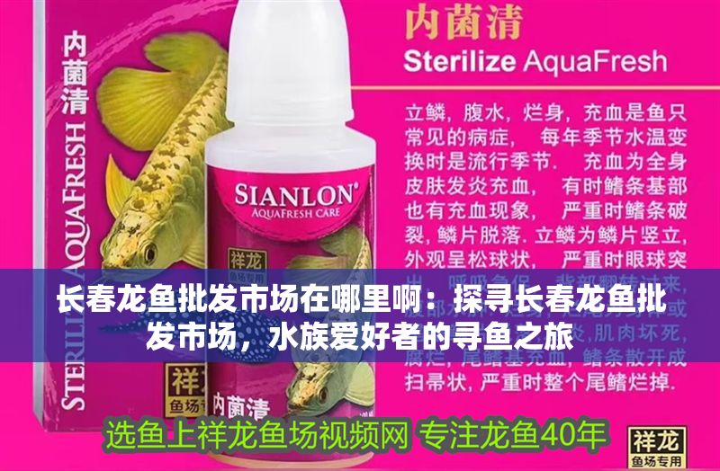 長春龍魚批發市場在哪里啊：探尋長春龍魚批發市場，水族愛好者的尋魚之旅