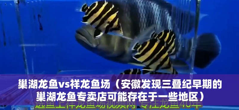 巢湖龍魚vs祥龍魚場（安徽發現三疊紀早期的巢湖龍魚專賣店可能存在于一些地區）