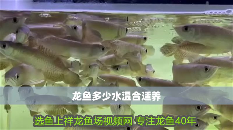 龍魚多少水溫合適養