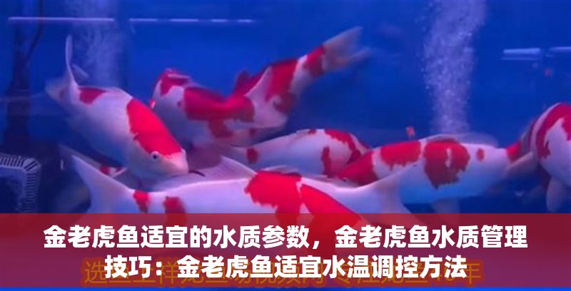 金老虎魚適宜的水質參數，金老虎魚水質管理技巧：金老虎魚適宜水溫調控方法