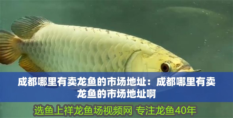 成都哪里有賣龍魚的市場地址：成都哪里有賣龍魚的市場地址啊