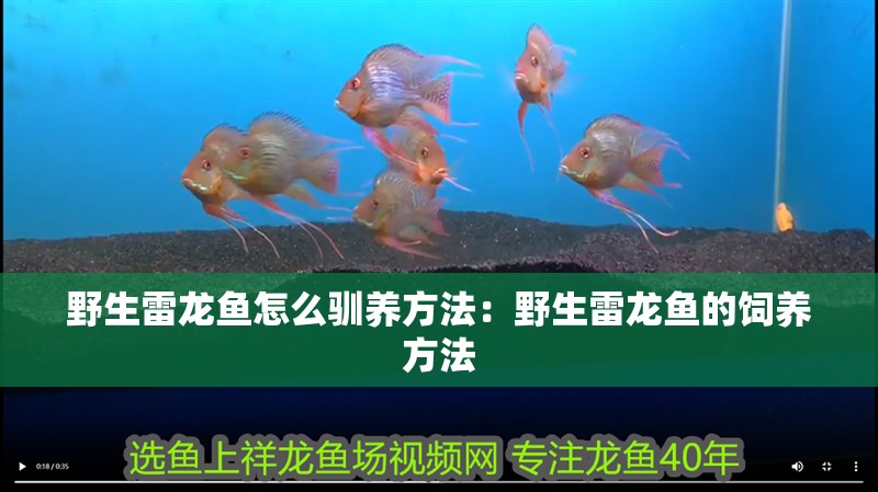 野生雷龍魚怎么馴養方法：野生雷龍魚的飼養方法