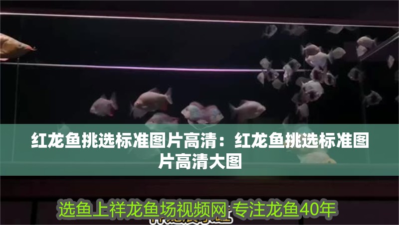 紅龍魚挑選標準圖片高清：紅龍魚挑選標準圖片高清大圖