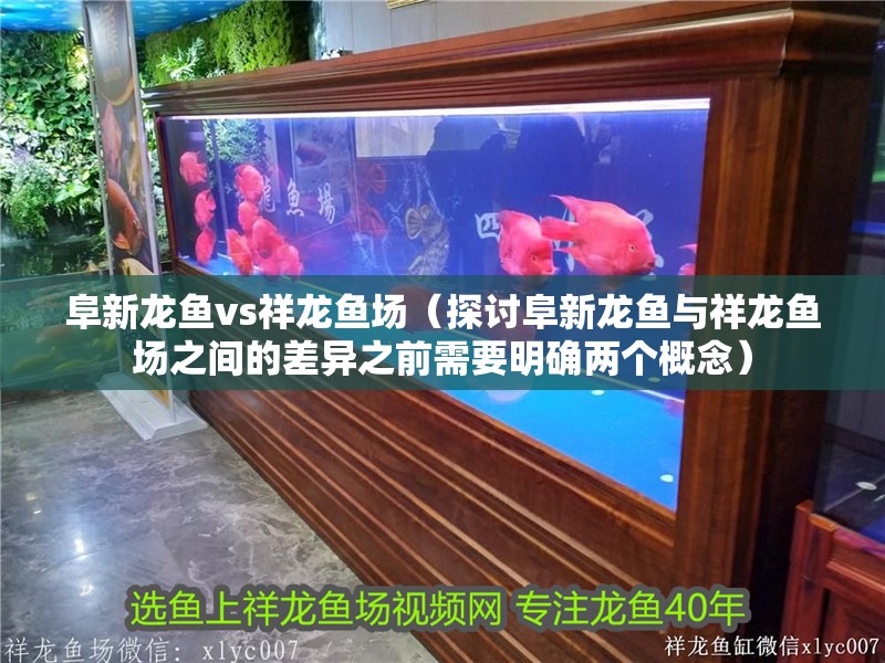 阜新龍魚vs祥龍魚場（探討阜新龍魚與祥龍魚場之間的差異之前需要明確兩個概念）