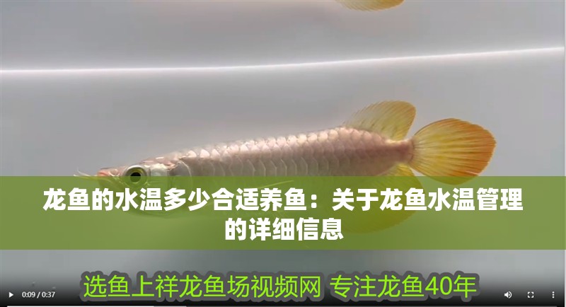 龍魚的水溫多少合適養魚：關于龍魚水溫管理的詳細信息