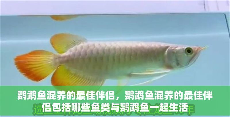鸚鵡魚混養(yǎng)的最佳伴侶，鸚鵡魚混養(yǎng)的最佳伴侶包括哪些魚類與鸚鵡魚一起生活