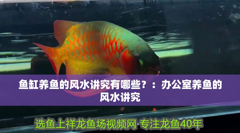 魚缸養魚的風水講究有哪些？：辦公室養魚的風水講究