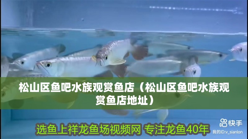 松山區(qū)魚(yú)吧水族觀賞魚(yú)店（松山區(qū)魚(yú)吧水族觀賞魚(yú)店地址）