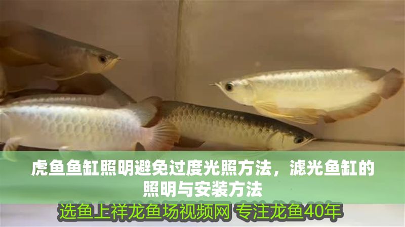 虎魚魚缸照明避免過度光照方法，濾光魚缸的照明與安裝方法