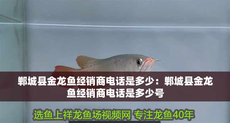 鄲城縣金龍魚經銷商電話是多少：鄲城縣金龍魚經銷商電話是多少號
