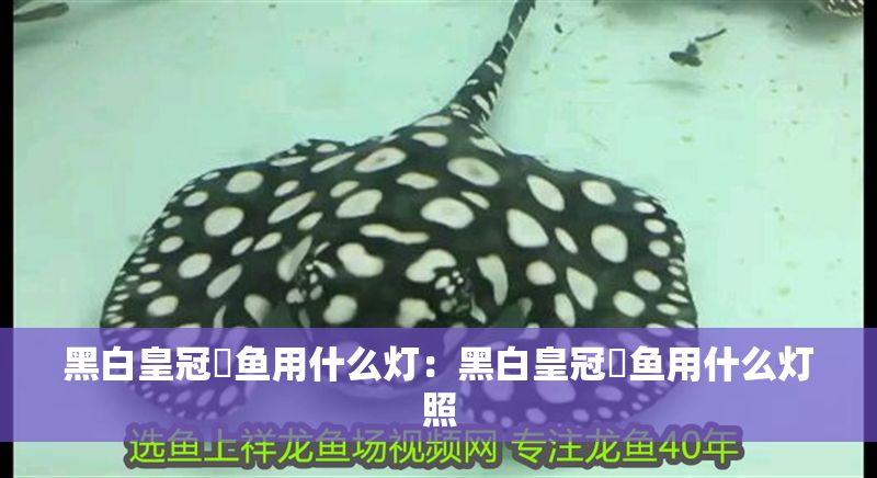 黑白皇冠魟魚用什么燈:黑白皇冠魟魚用什么燈照 魟魚百科 第2張 黑白皇冠魟魚用什么燈:黑白皇冠魟魚用什么燈照 黑白皇冠魟魚用什么燈:黑白皇冠魟魚用什么燈照 魟魚百科 第2張