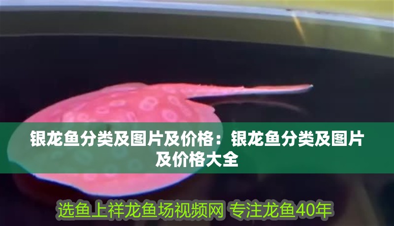 銀龍魚分類及圖片及價(jià)格：銀龍魚分類及圖片及價(jià)格大全