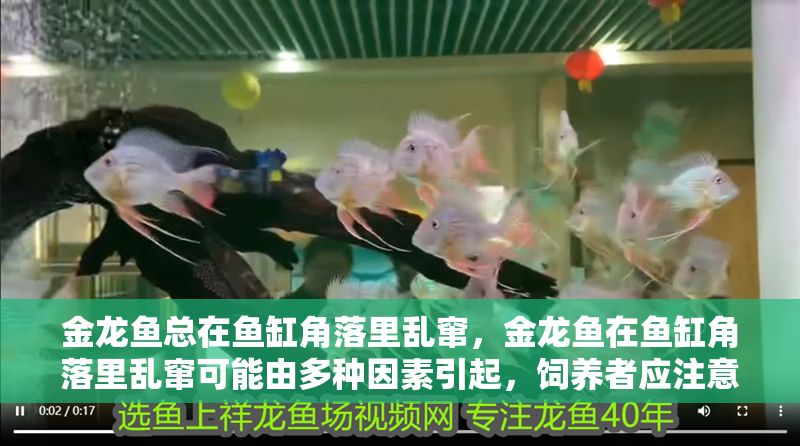 金龍魚總在魚缸角落里亂竄，金龍魚在魚缸角落里亂竄可能由多種因素引起，飼養者應注意