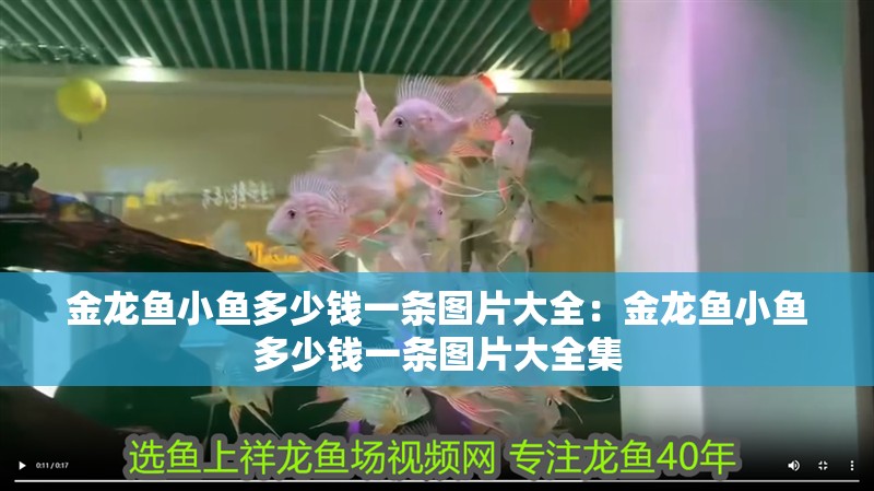 金龍魚小魚多少錢一條圖片大全：金龍魚小魚多少錢一條圖片大全集