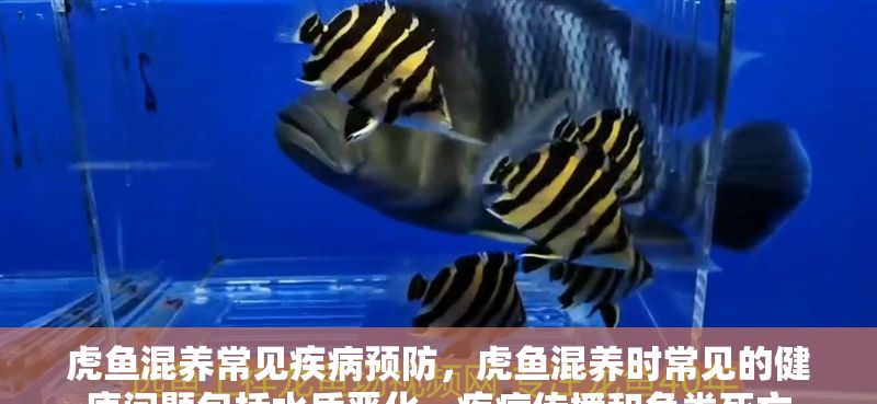 虎魚混養常見疾病預防，虎魚混養時常見的健康問題包括水質惡化、疾病傳播和魚類死亡